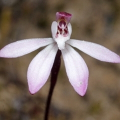 Caladenia mentiens at Sassafras, NSW - suppressed