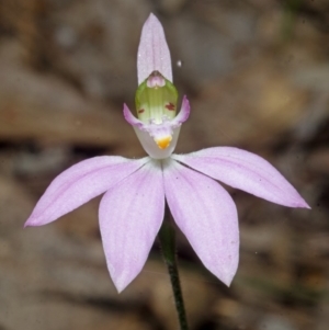 Caladenia picta at Callala Bay, NSW - suppressed