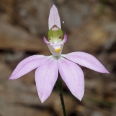 Caladenia picta (Painted fingers) at Callala Bay, NSW - 26 Aug 2013 by AlanS