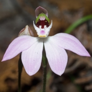 Caladenia picta at Callala Bay, NSW - suppressed