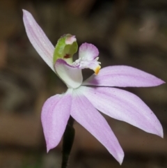 Caladenia picta at Callala Bay, NSW - 27 Aug 2013