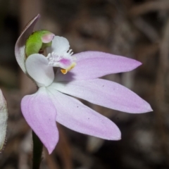 Caladenia picta at Callala Bay, NSW - suppressed