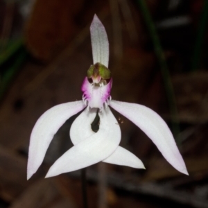 Caladenia picta at Myola, NSW - suppressed