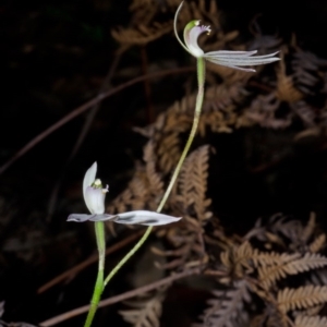 Caladenia picta at Myola, NSW - suppressed