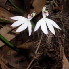 Caladenia picta at Myola, NSW - 26 May 2015