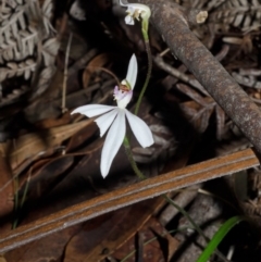 Caladenia picta at Myola, NSW - suppressed