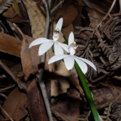 Caladenia picta at Myola, NSW - suppressed