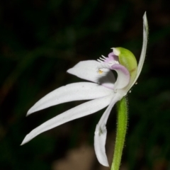 Caladenia picta (Painted Fingers) at Jervis Bay, JBT - 16 May 2013 by AlanS