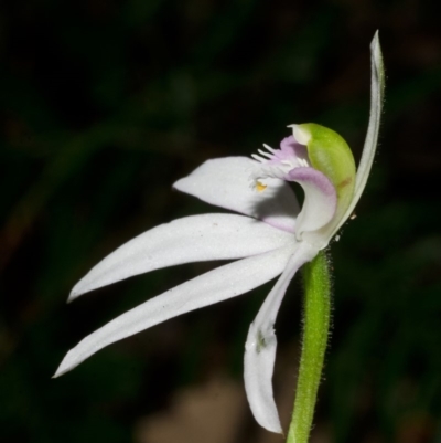 Caladenia picta (Painted Fingers) at Jervis Bay, JBT - 16 May 2013 by AlanS