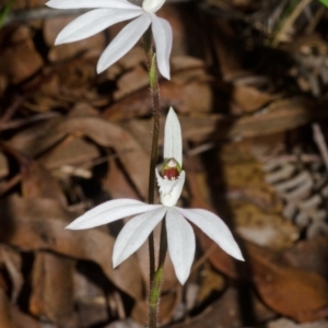 Caladenia picta at Jervis Bay, JBT - suppressed