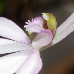 Caladenia picta at Jervis Bay, JBT - suppressed