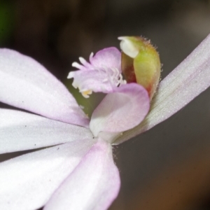 Caladenia picta at Jervis Bay, JBT - suppressed