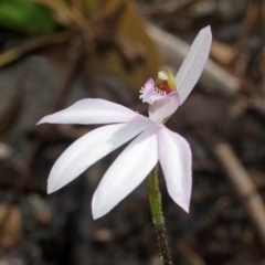 Caladenia picta at Jervis Bay, JBT - suppressed