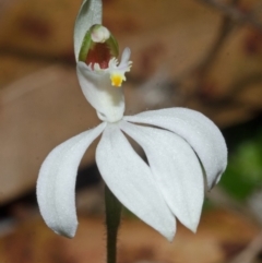 Caladenia picta at Jervis Bay, JBT - suppressed