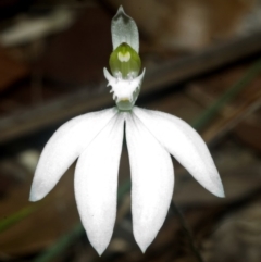 Caladenia picta (Painted Fingers) at Hyams Beach, NSW - 28 May 2007 by AlanS