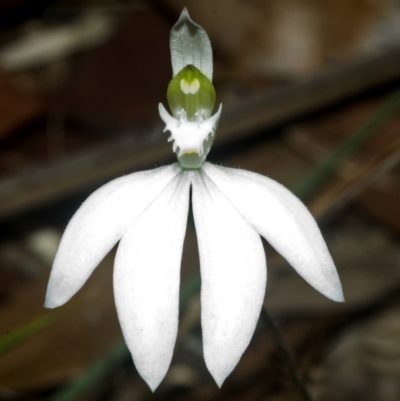 Caladenia picta (Painted Fingers) at Hyams Beach, NSW - 28 May 2007 by AlanS