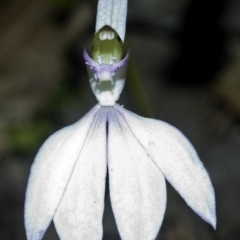 Caladenia picta at Hyams Beach, NSW - suppressed