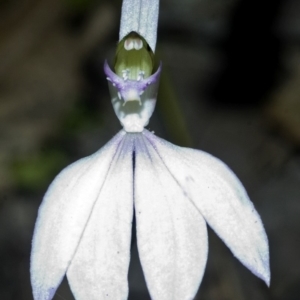 Caladenia picta at Hyams Beach, NSW - suppressed