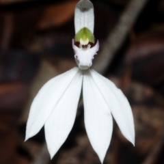 Caladenia picta (Painted Fingers) at Huskisson, NSW - 23 Apr 2015 by AlanS