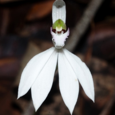 Caladenia picta (Painted Fingers) at Huskisson, NSW - 23 Apr 2015 by AlanS