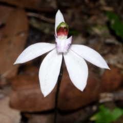 Caladenia picta at Huskisson, NSW - suppressed