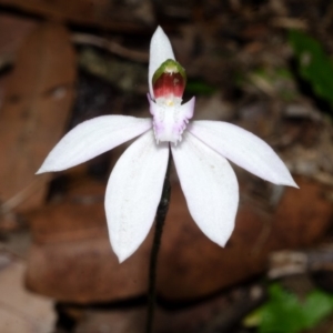 Caladenia picta at Huskisson, NSW - suppressed