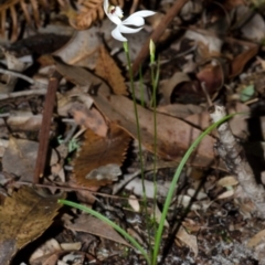 Caladenia picta at Huskisson, NSW - suppressed