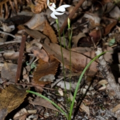 Caladenia picta at Huskisson, NSW - 24 Apr 2015