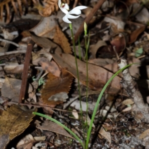 Caladenia picta at Huskisson, NSW - suppressed