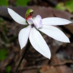 Caladenia picta at Huskisson, NSW - 24 Apr 2015