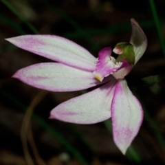 Caladenia picta (Painted Fingers) at Huskisson, NSW - 21 Jun 2012 by AlanS