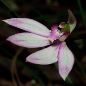 Caladenia picta at Huskisson, NSW - suppressed