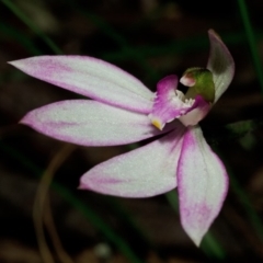 Caladenia picta (Painted Fingers) at Jervis Bay National Park - 20 Jun 2012 by AlanS