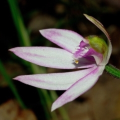 Caladenia picta at Huskisson, NSW - suppressed