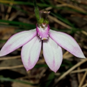 Caladenia picta at Huskisson, NSW - 21 Jun 2012