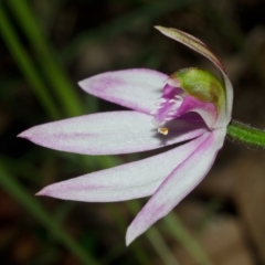 Caladenia picta at Huskisson, NSW - suppressed