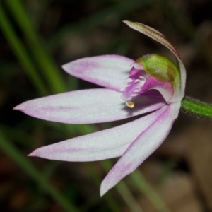 Caladenia picta at Huskisson, NSW - 21 Jun 2012