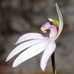 Caladenia picta (Painted Fingers) at Myola, NSW - 4 May 2012 by AlanS