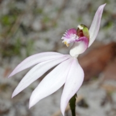 Caladenia picta at Myola, NSW - 5 May 2012