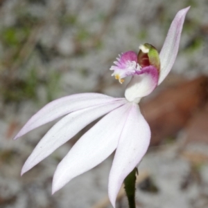 Caladenia picta at Myola, NSW - suppressed