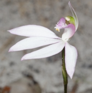 Caladenia picta at Myola, NSW - suppressed