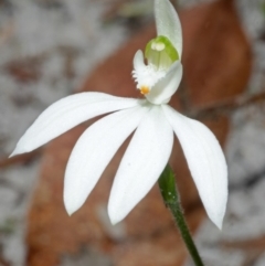 Caladenia picta at Myola, NSW - 5 May 2012