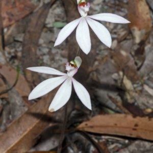 Caladenia picta at Myola, NSW - suppressed