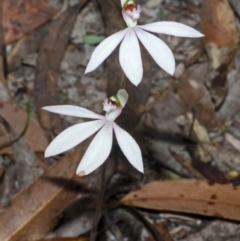 Caladenia picta at Myola, NSW - 5 May 2012