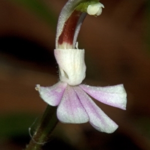 Caladenia picta at Myola, NSW - 12 Jun 2011