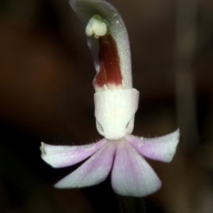 Caladenia picta at Myola, NSW - suppressed