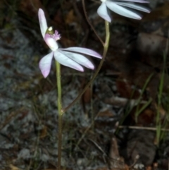 Caladenia picta at Myola, NSW - 12 Jun 2011