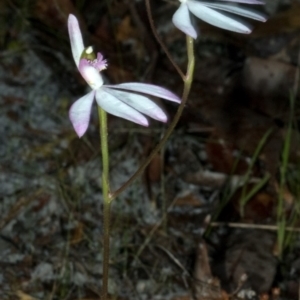 Caladenia picta at Myola, NSW - 12 Jun 2011