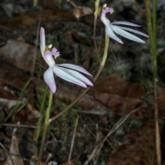 Caladenia picta at Myola, NSW - 12 Jun 2011