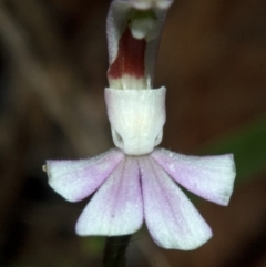 Caladenia picta at Myola, NSW - 12 Jun 2011